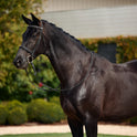 Dublin Padded Cavesson Leather Snaffle Bridle with Reins