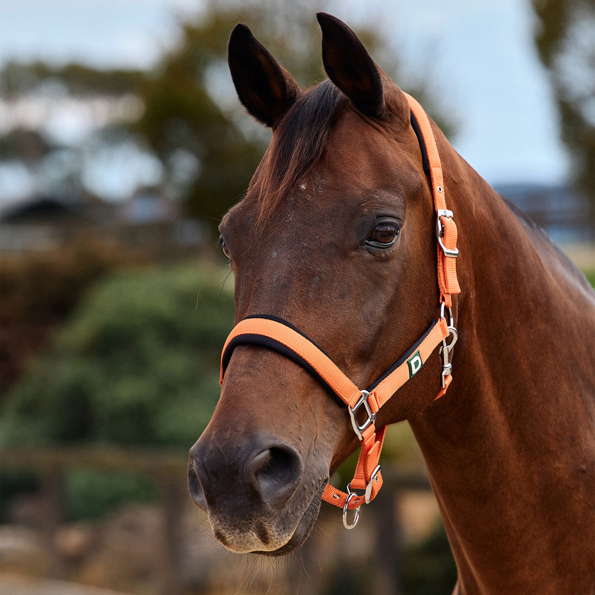 Dublin Neo Comfort Padded Neoprene Horse Headcollar