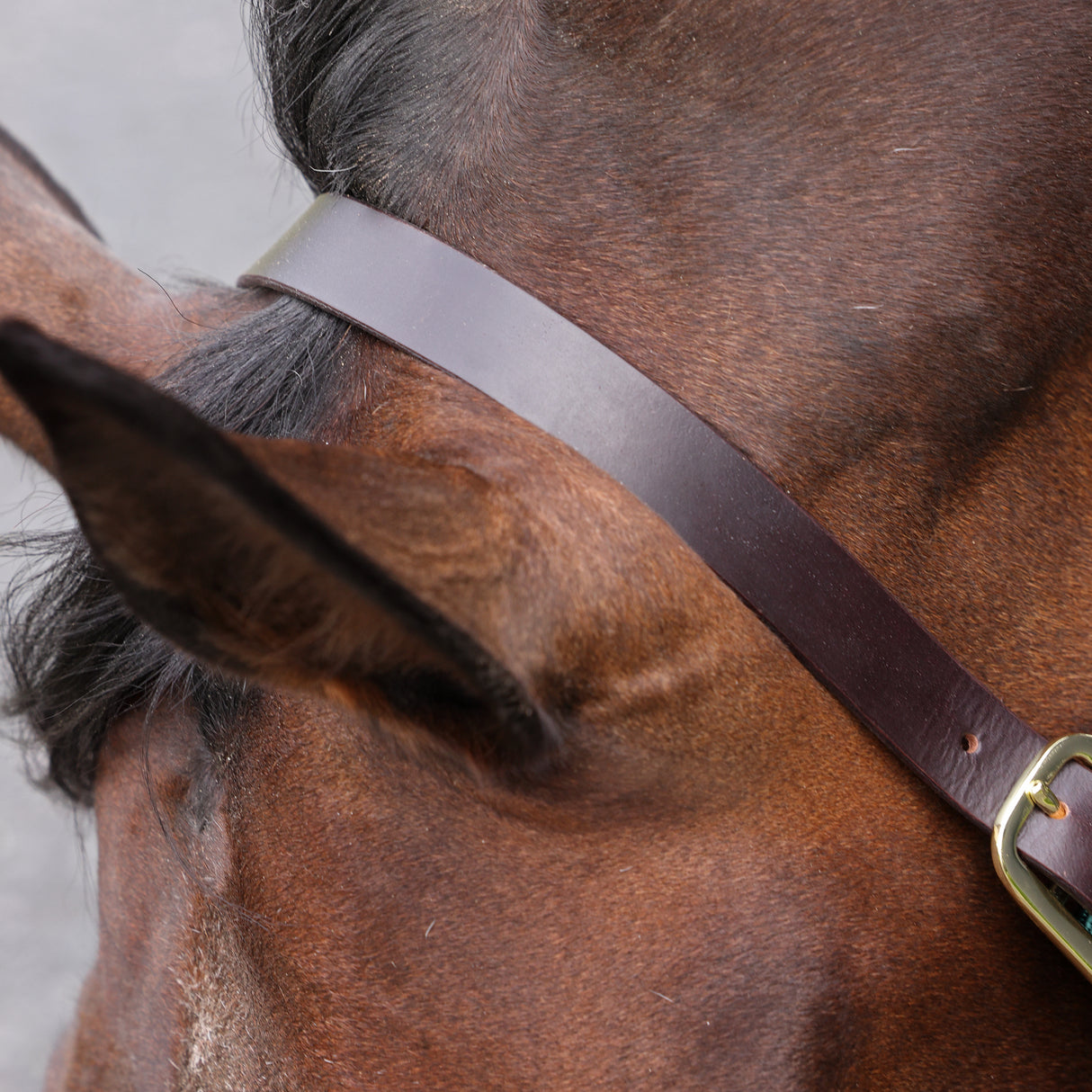 Shires ARMA Premium Adjustable FieldSafe Headcollar #colour_teal