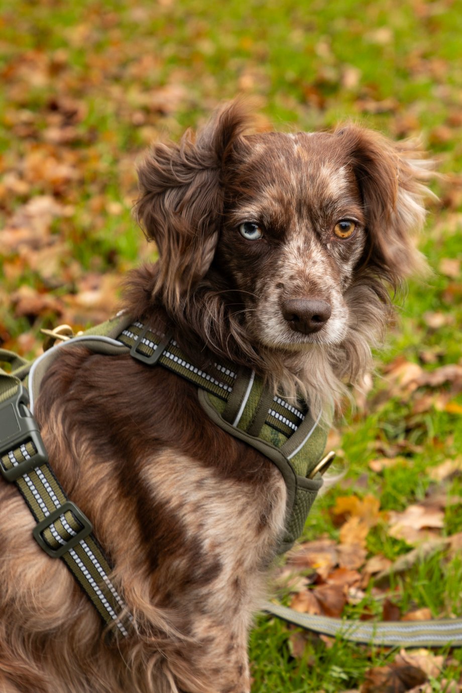Rydale Reflective Dog Harness - Yapham
