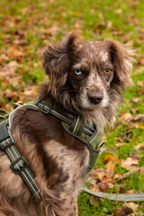 Rydale Reflective Dog Harness - Yapham