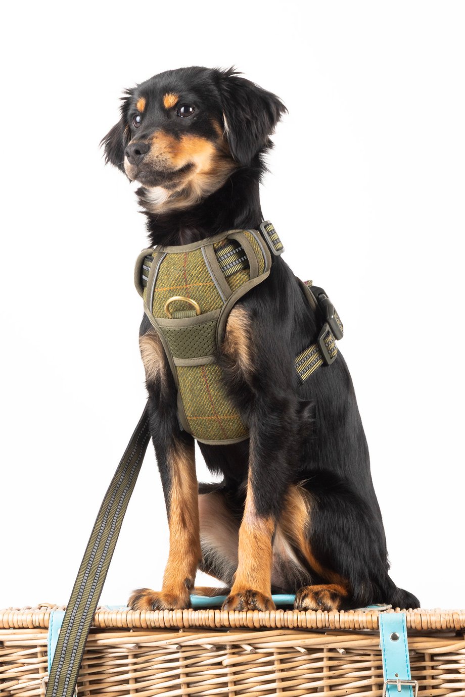 Rydale Reflective Dog Harness - Yapham