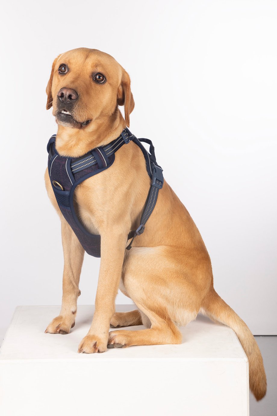 Rydale Reflective Dog Harness - Yapham