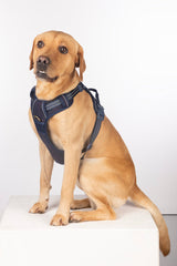 Rydale Reflective Dog Harness - Yapham