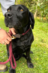 Rydale Rope Dog Collar – Yapham