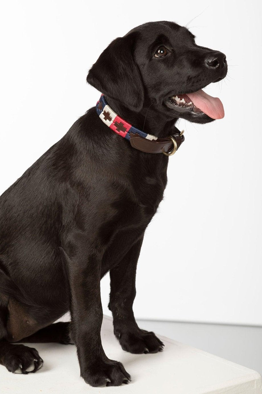 Rydale Polo Belt Dog Collar