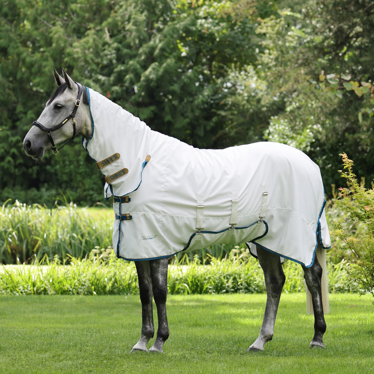 Shires Tempest plus süßer Combo-Teppich