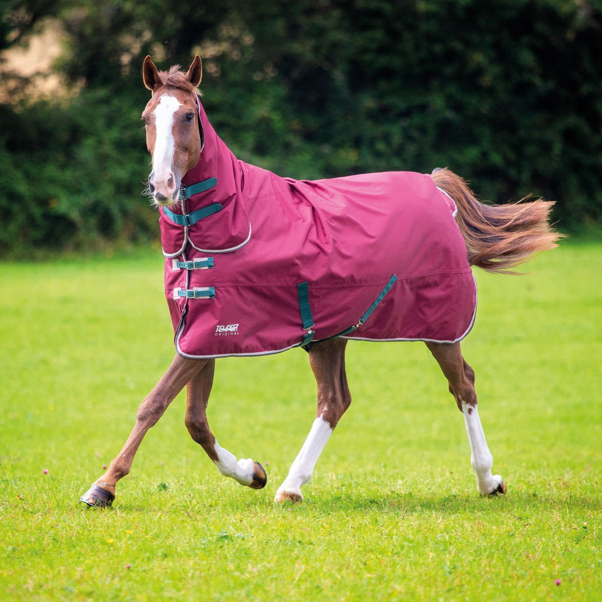 Shires Tempest Original Combo de participation 200 g