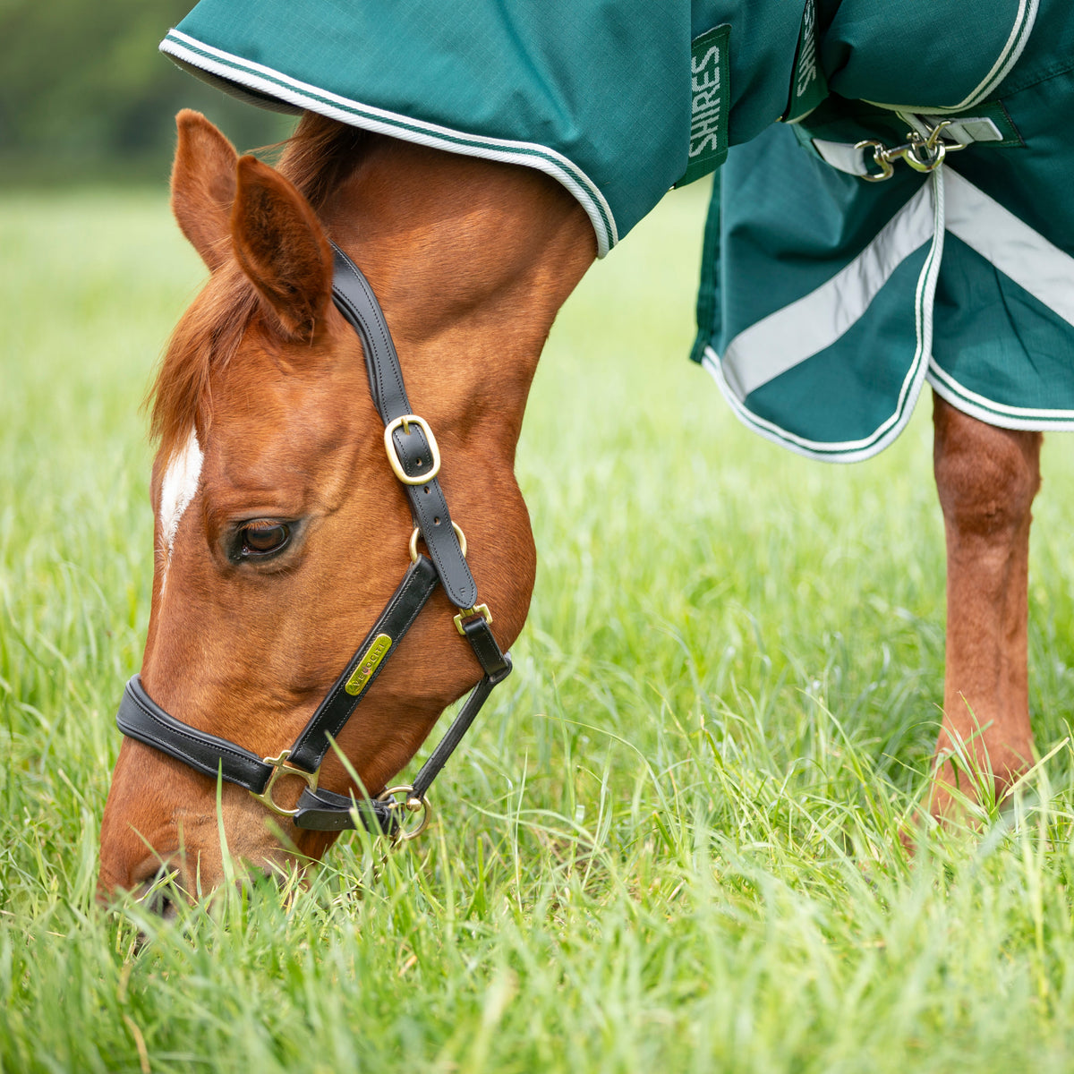 Shires Highlander Original 300g Combo Turnout Rug