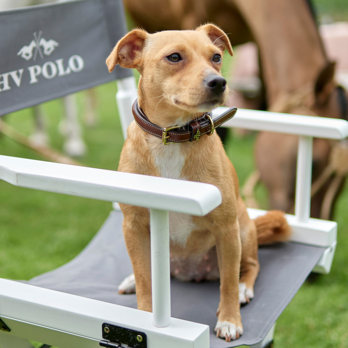 HV Polo Legacy Dog Collar #colour_brown