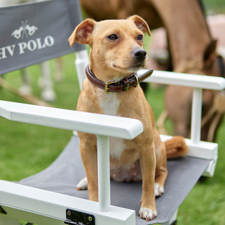 HV Polo Legacy Dog Collar #colour_brown