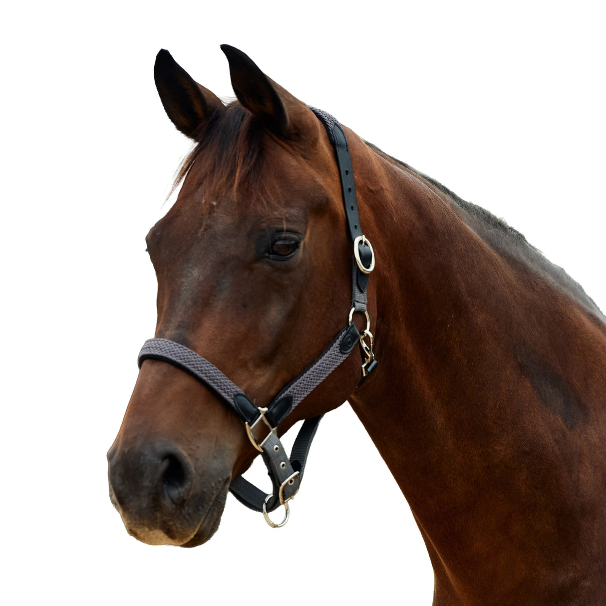 Dublin Braided Leather Padded Horse Headcollar