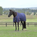 Weatherbeeta Comfitec Essential 220G Turnout #colour_navy-burgundy