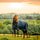 Horseware Ireland Amigo Ripstop 900 Plus 200g #colour_witney-navy