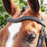 Whitaker Lynton Curved Diamante Browband #colour_havana