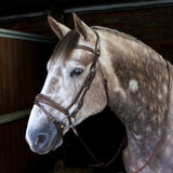 Whitaker Venice Bridle With Reins #colour_havana