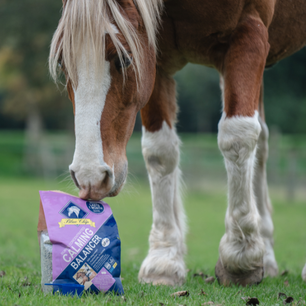 Blue Chip Super Concentrated Calming Balancer