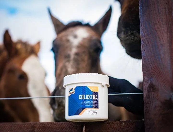 Cavalor Colostra 24 Colostrum Supplement