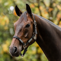 Horseware Ireland Field Safe Headcollar