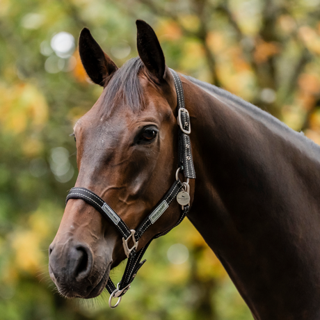 Horseware Ireland Field Safe Headcollar