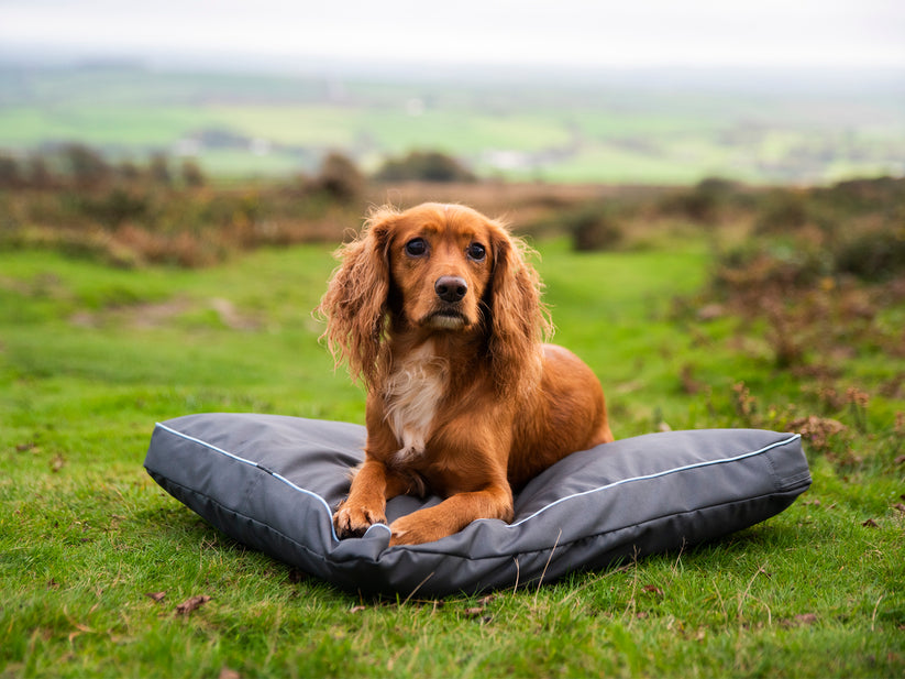 Henry Wag Brecon Adventure Bed #colour_grey