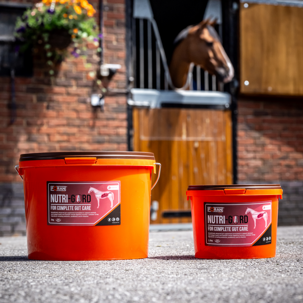 Foran Equine Horse Supplements & Nutrition – GS Equestrian