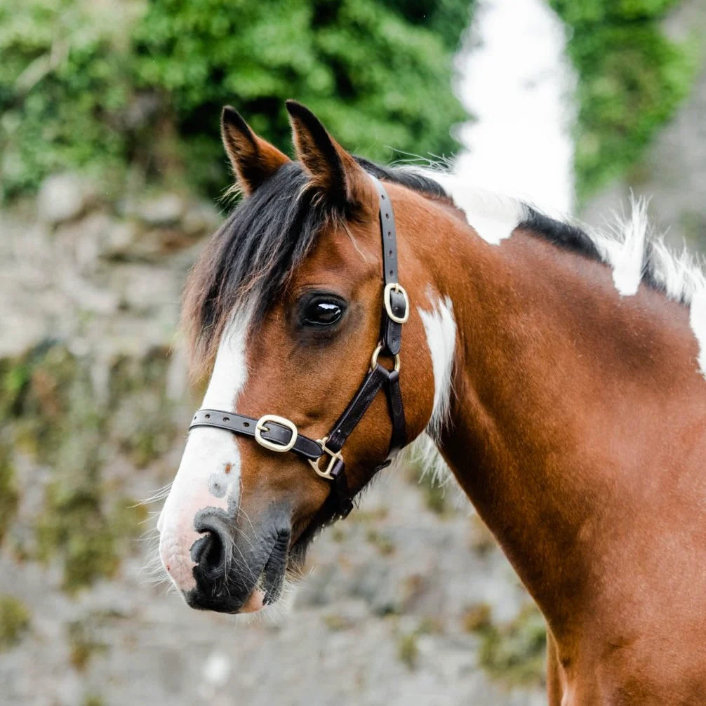 Mackey Equisential Leather Headcollar #colour_black