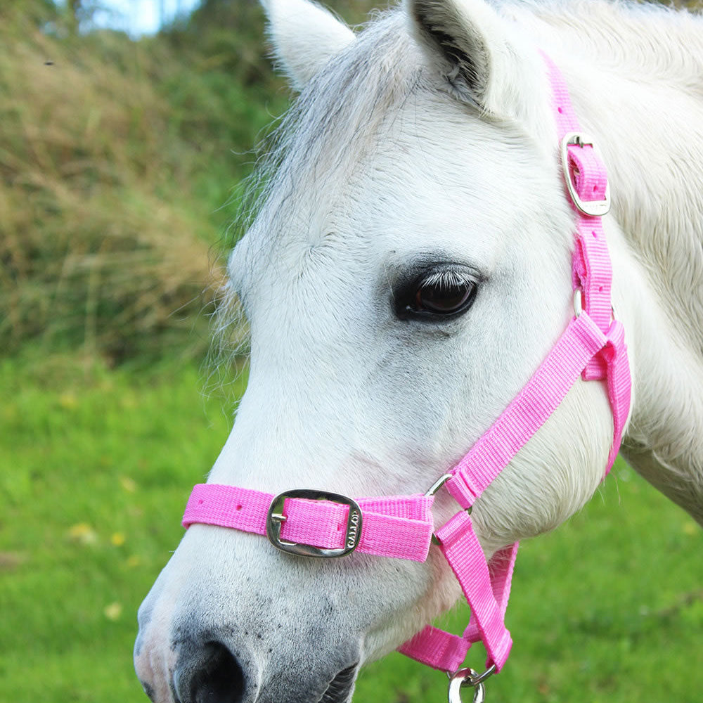 Gallop Headcollar & Lead Rope Set