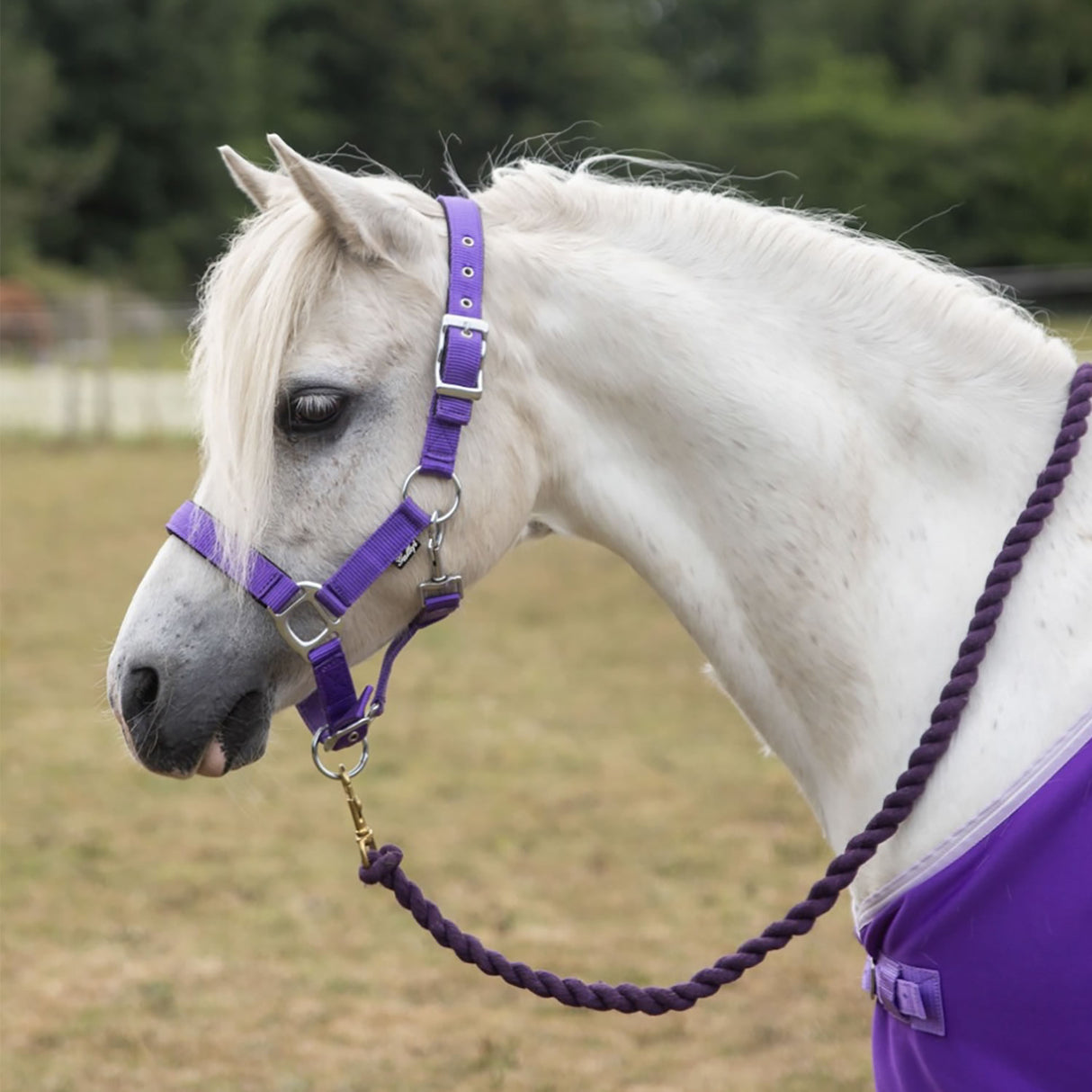 Gallop Premium Padded Headcollar With Lead Rope #colour_purple