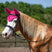 Gallop Classic Fly Veil #colour_fuchsia