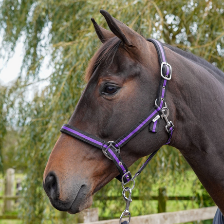 GS Equestrian Padded Head Collar #colour_black-purple-black