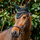 Horseware Ireland Signature Ear Net #colour_black