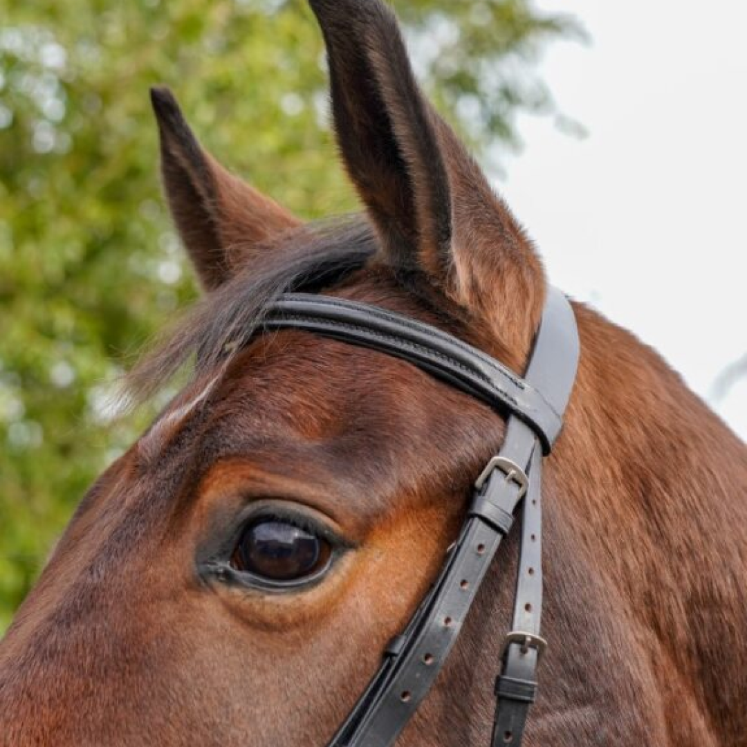 GS Equestrian Padded Flash Bridle