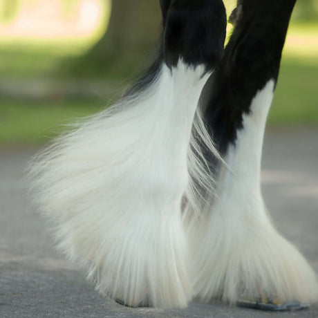 Smart Grooming Feather White