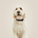 Ariat Team Dog Collar #colour_blue