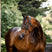 Horseware Ireland Figure 8 Grackle Bridle #colour_black