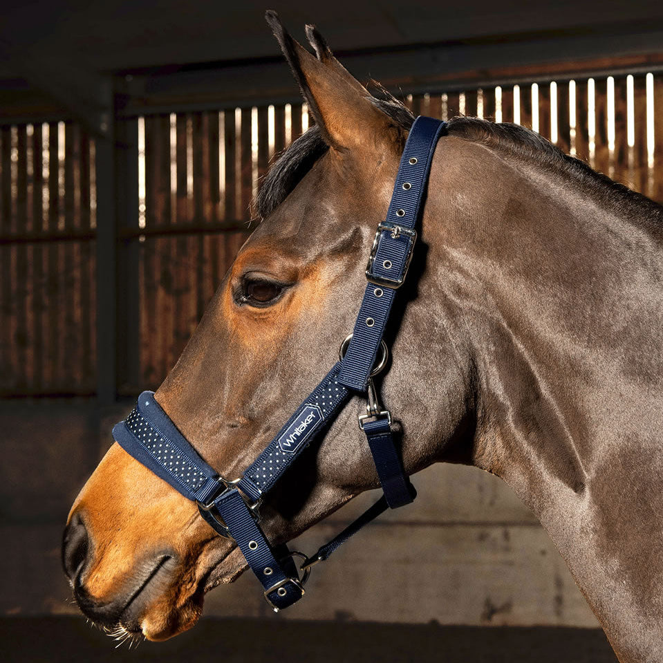 Whitaker San Francisco Headcollar
