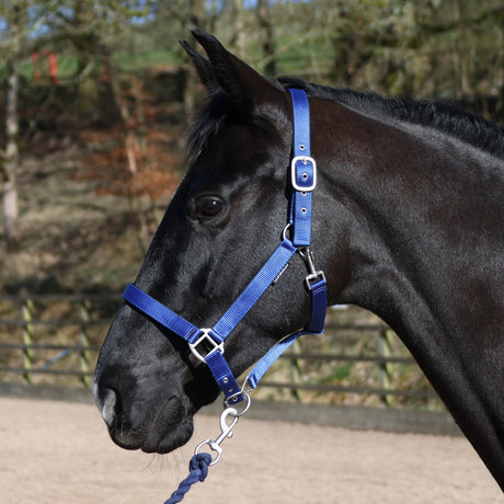 Whitaker HC172 Pockley Padded Headcollar Royal
