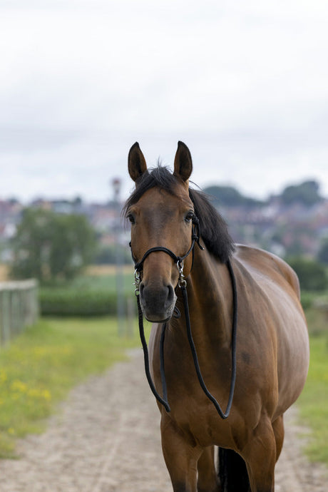 Norton Ethological Headcollar With Reins #colour_black