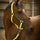 Equitheme High Visibility Halter #colour_yellow
