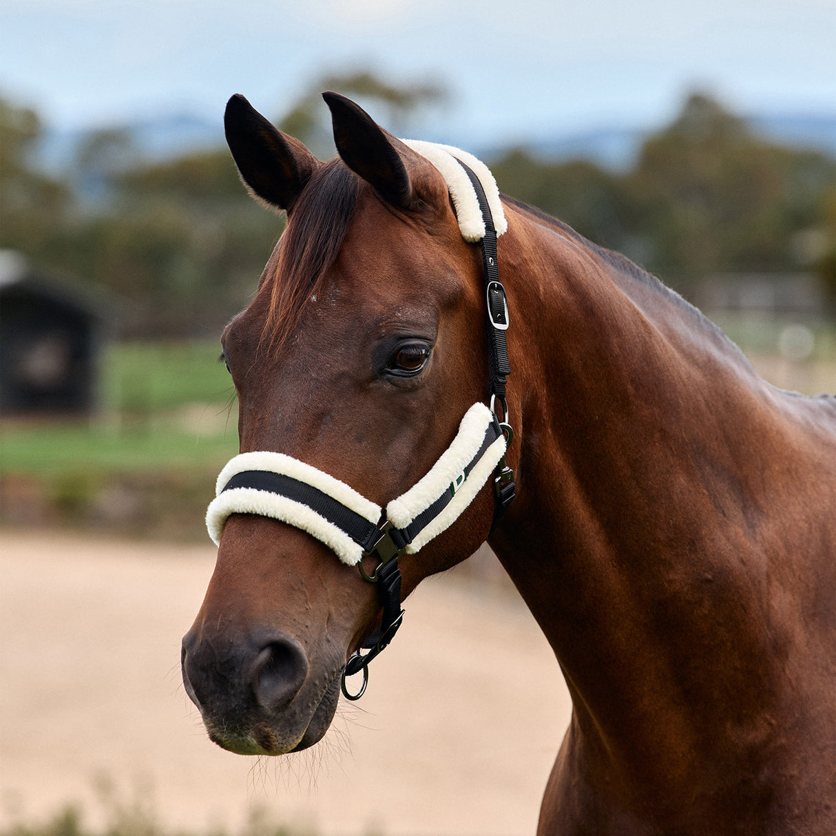 Dublin Soft Fit Fleece Padded Horse Headcollar