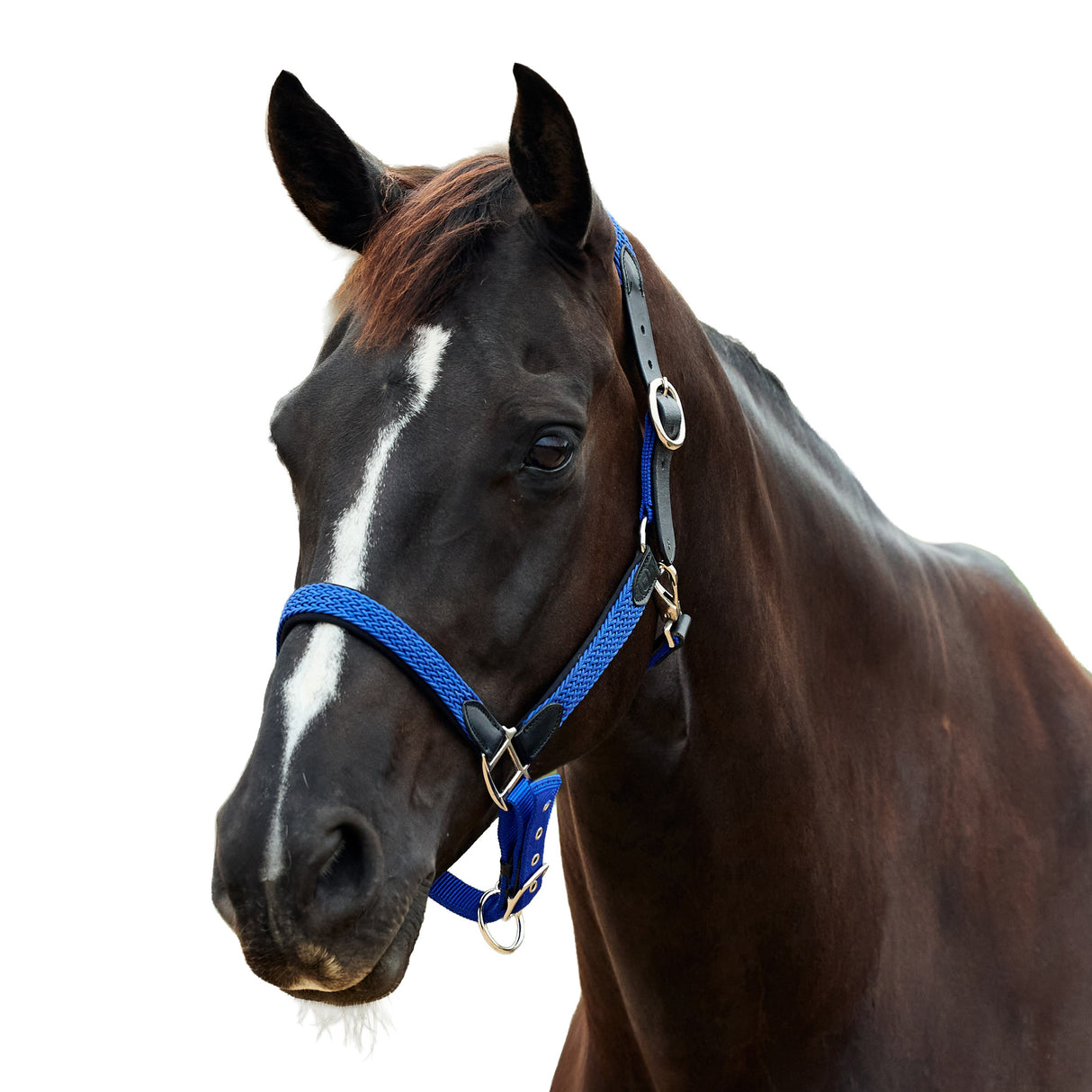 Dublin Braided Leather Padded Horse Headcollar