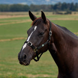 Dublin Everyday Nylon Headcollar for Horses