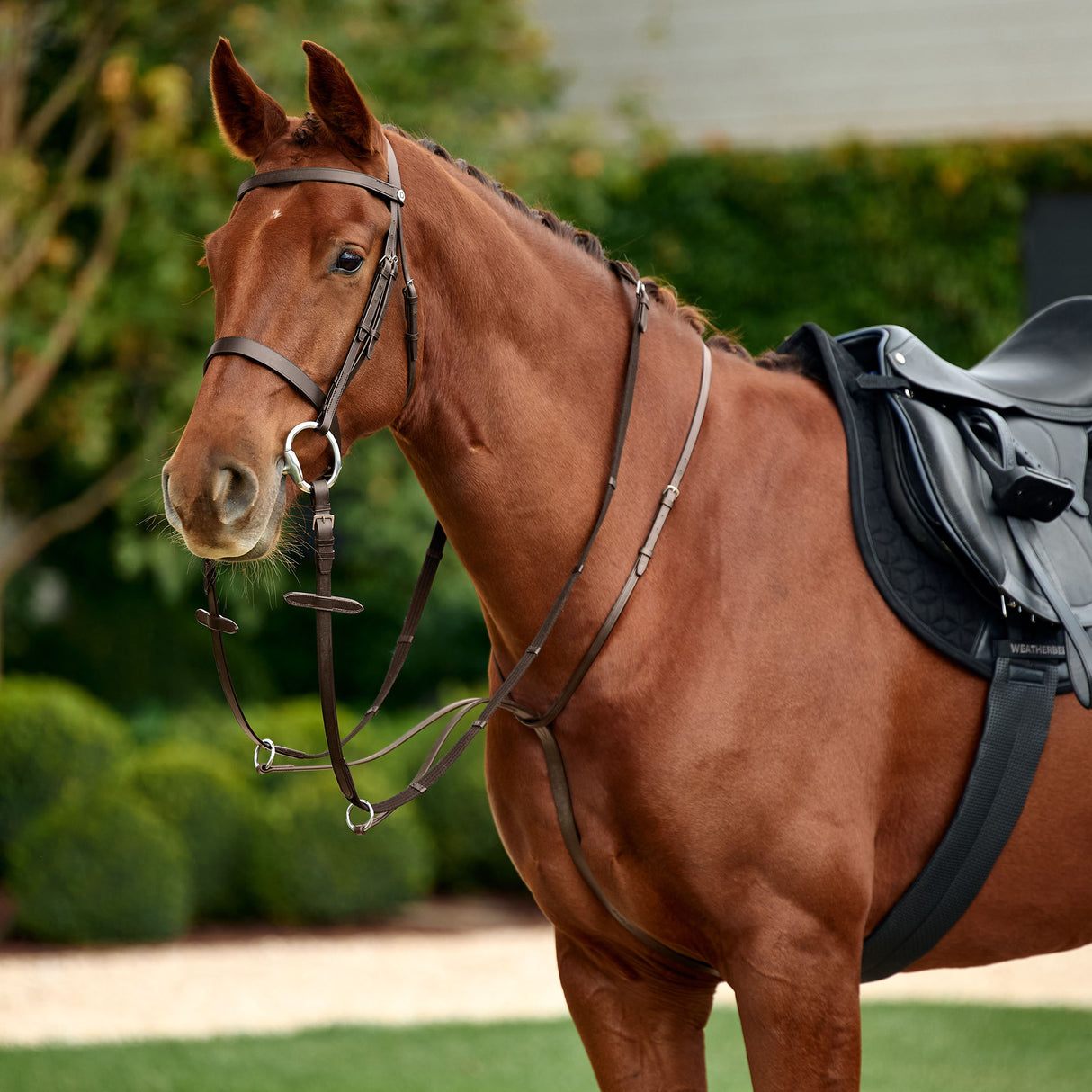 Dublin Running Leather Martingale for Horses