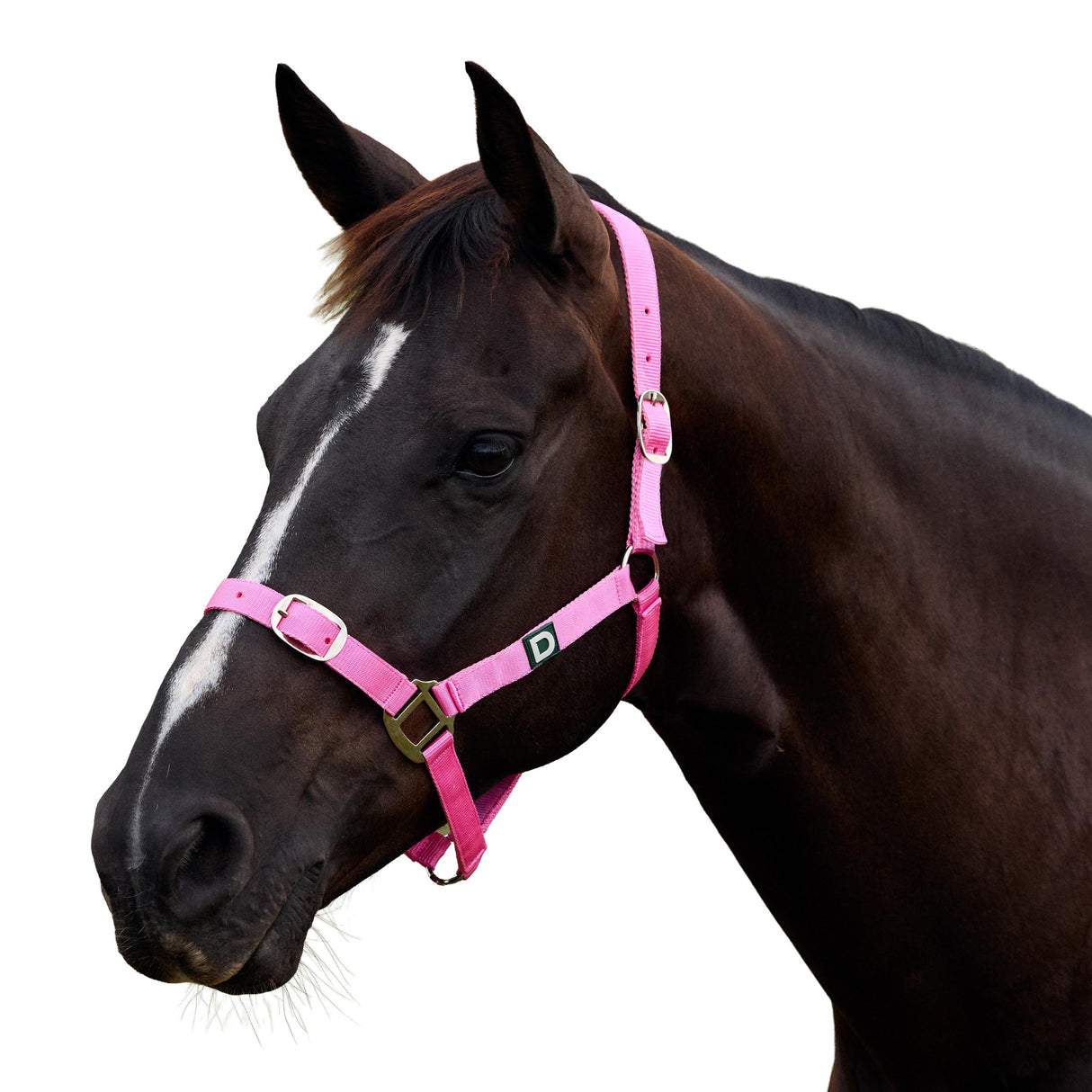 Dublin Everyday Nylon Headcollar for Horses