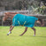 Shires Ontario 100g Turnout Rug #colour_green