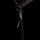 Imperial Riding Classic Panic Hook Lead Rope #Colour_black