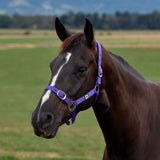 Dublin Everyday Nylon Headcollar for Horses