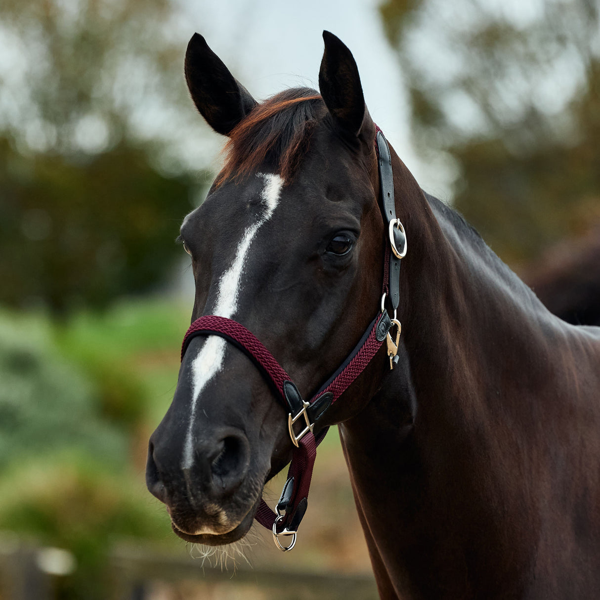 Dublin Braided Leather Padded Horse Headcollar