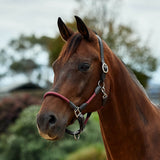 Dublin Leather Rope Headcollar with Nickel Buckles